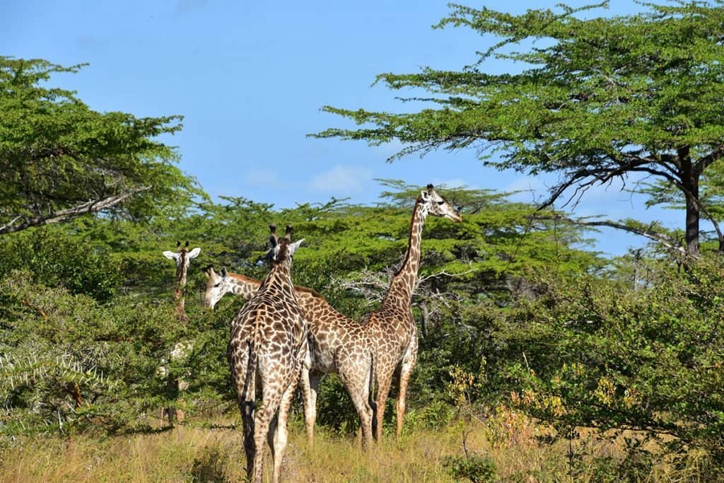 What to Expect on Your First Safari in Tanzania