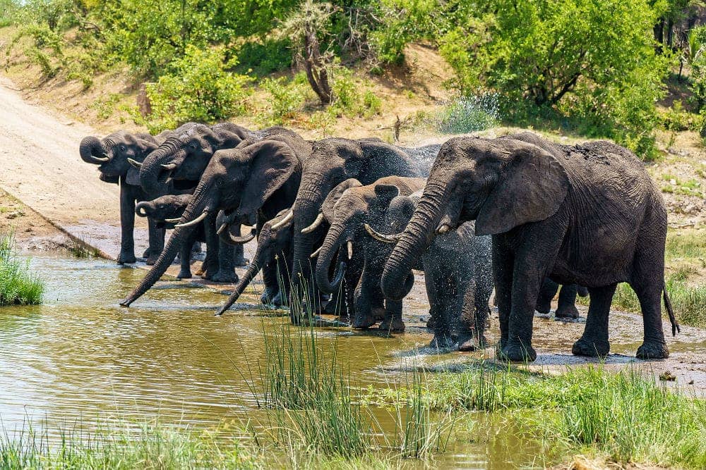 Tree Tops & Pink Shores: Lake Manyara Day Trip