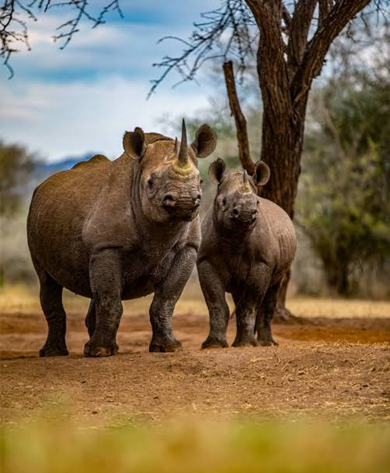 5-Day Rhino Safari in Mkomazi National Park