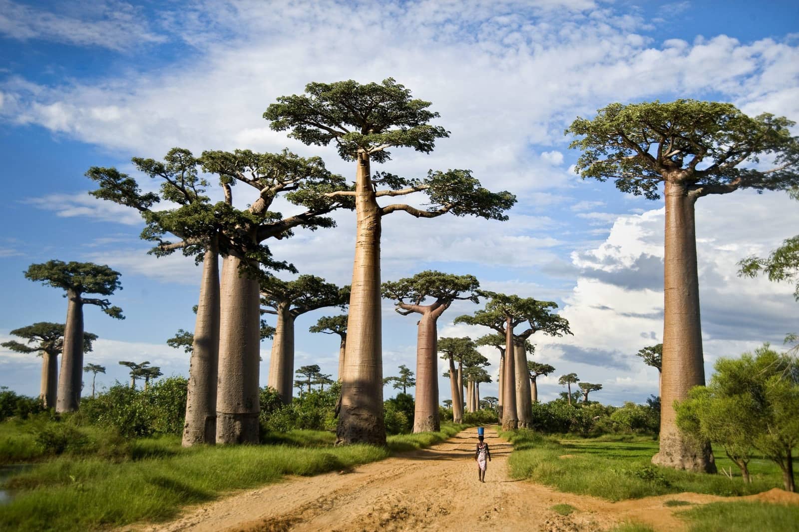 Savannah Sentinels: Tarangire Day Safari