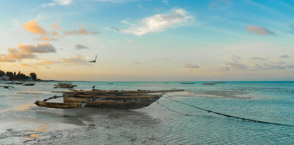 Coral Kingdom: 6 Days Mafia Island Marine Safari
